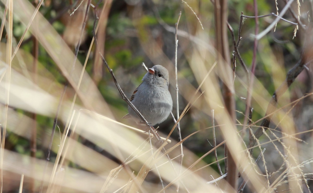 Black-chinned Sparrow - ML640067894