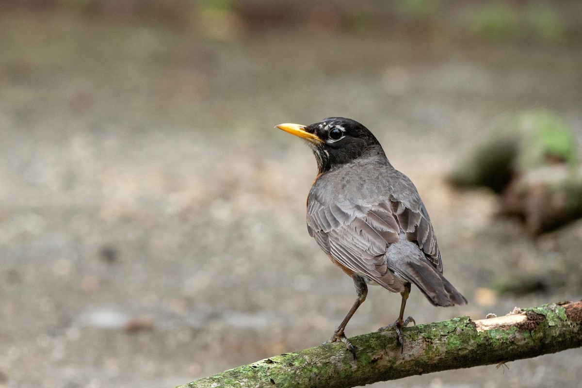 American Robin - ML640067936
