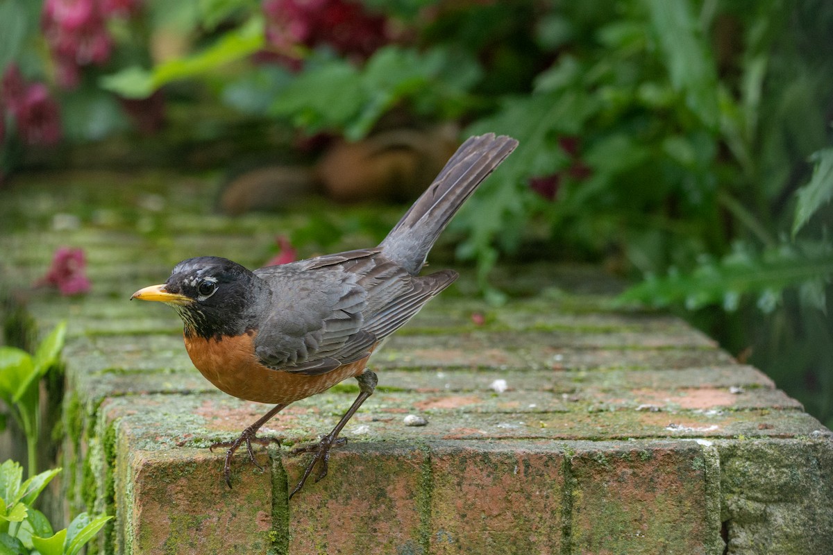 American Robin - ML640067937