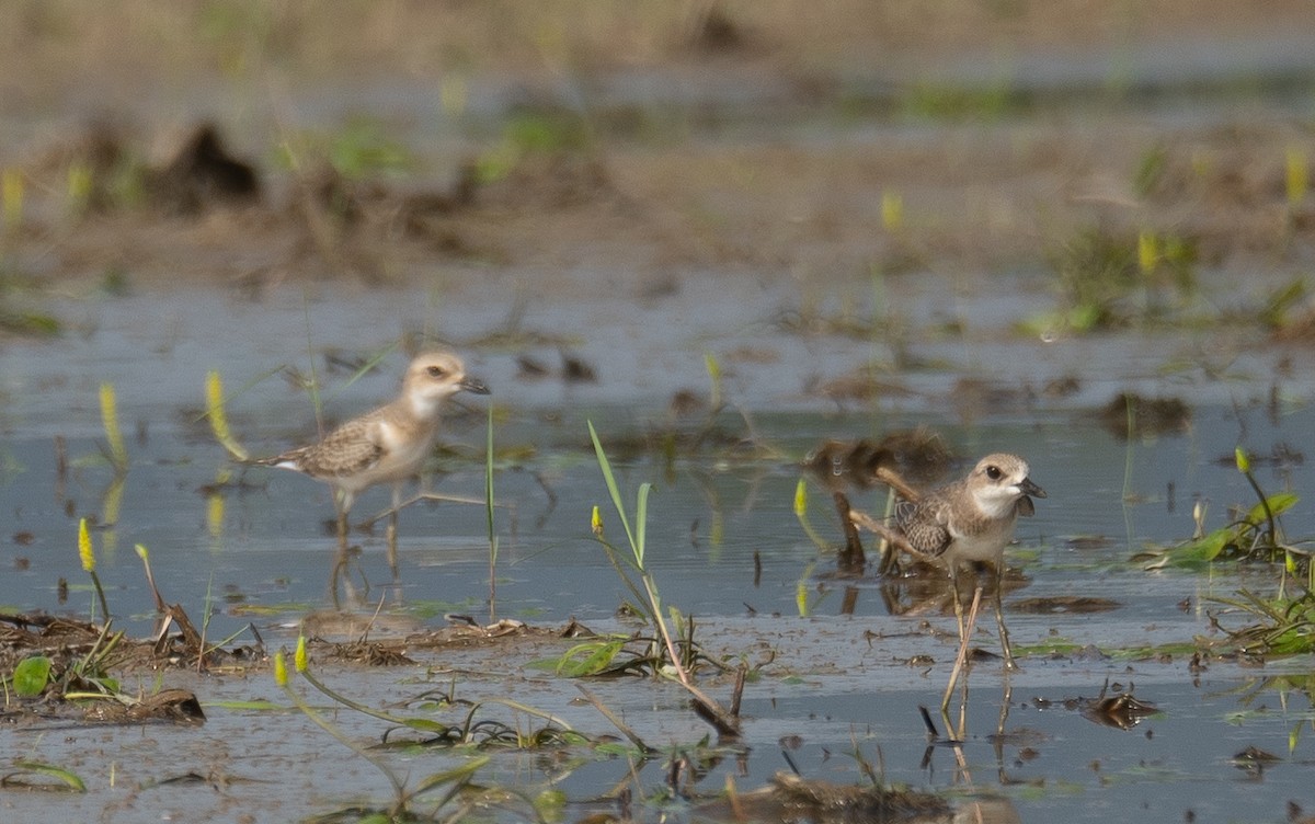 Greater Sand-Plover - ML640068037