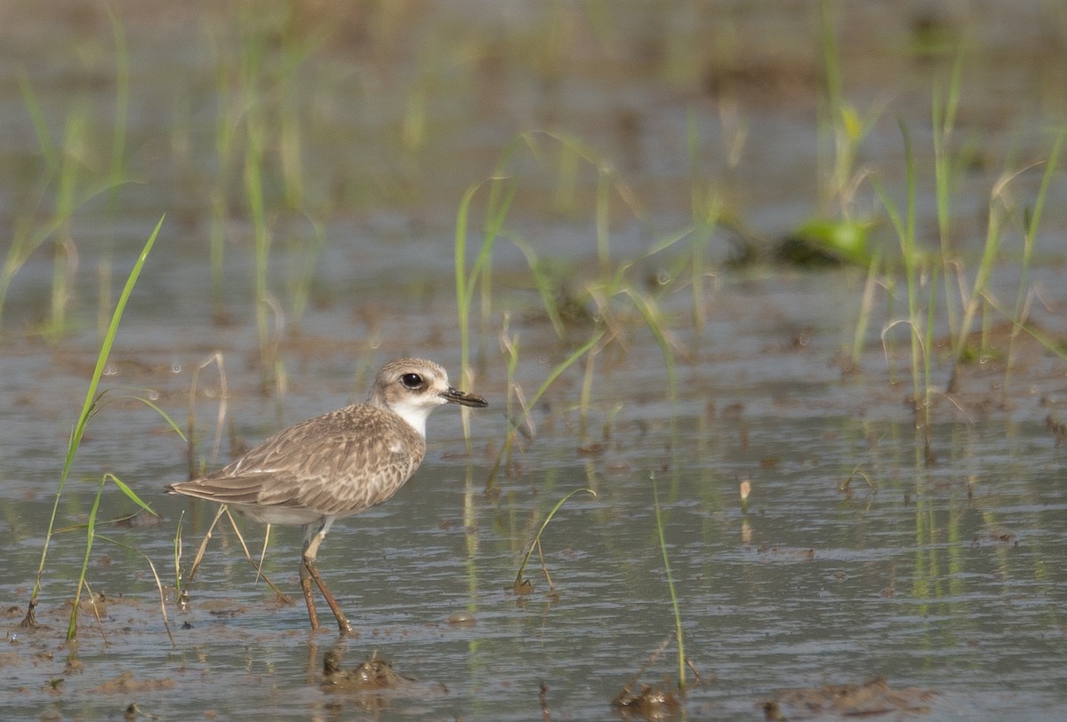Greater Sand-Plover - ML640068038