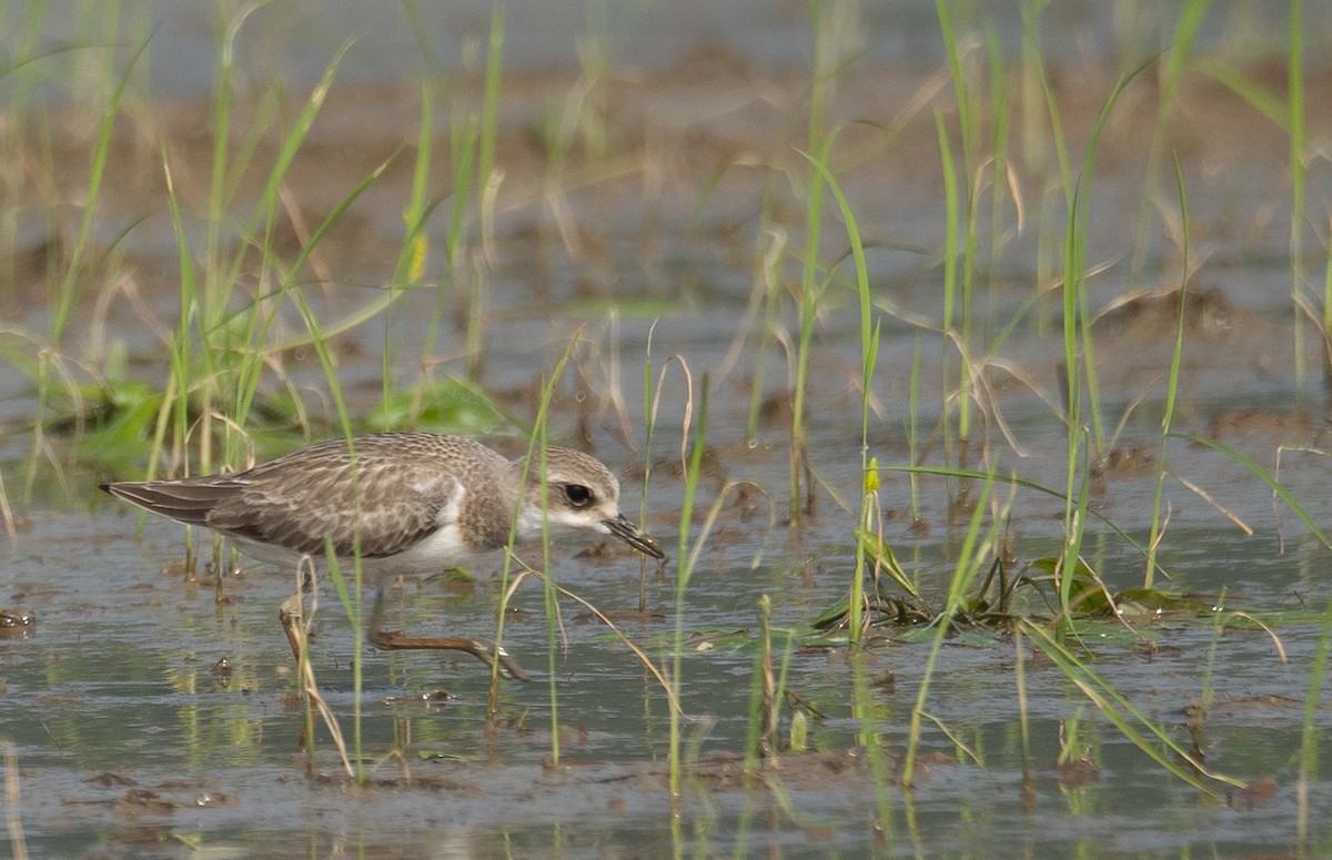 Greater Sand-Plover - ML640068040