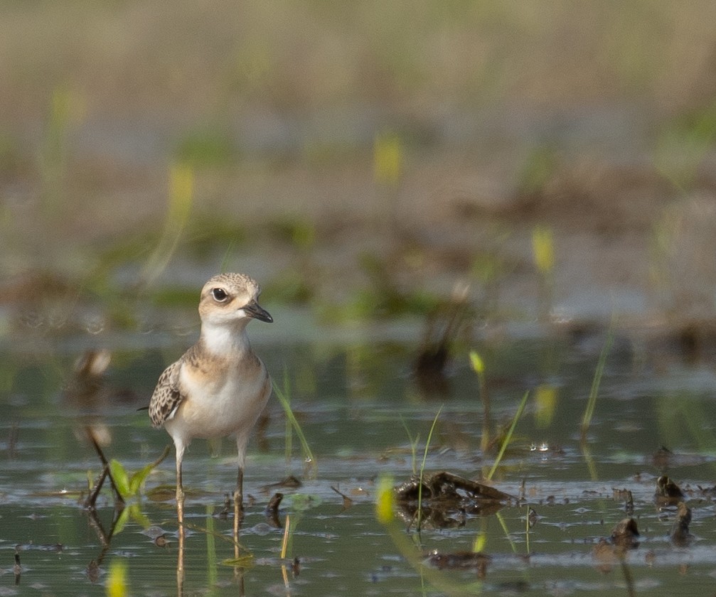 Greater Sand-Plover - ML640068043