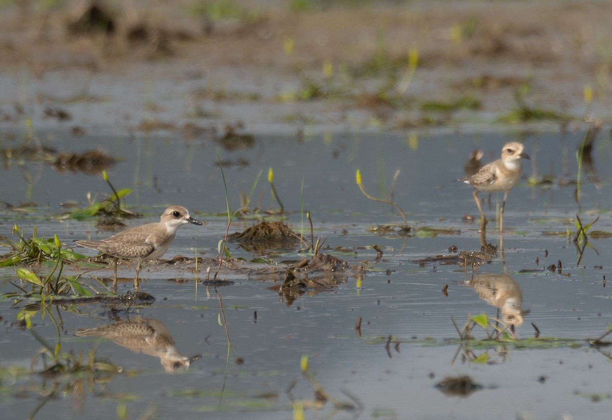 Greater Sand-Plover - ML640068044