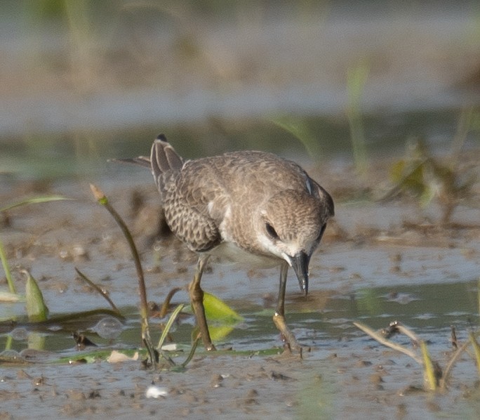 Greater Sand-Plover - ML640068057