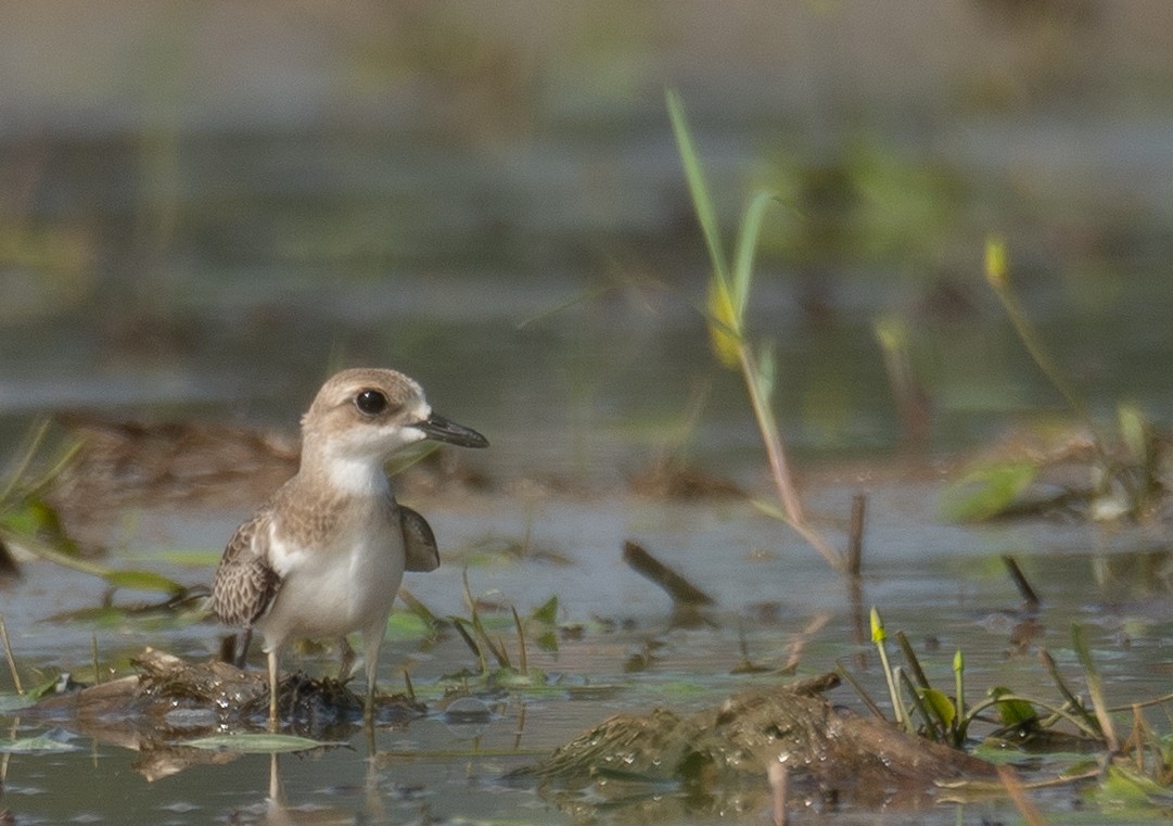 Greater Sand-Plover - ML640068058
