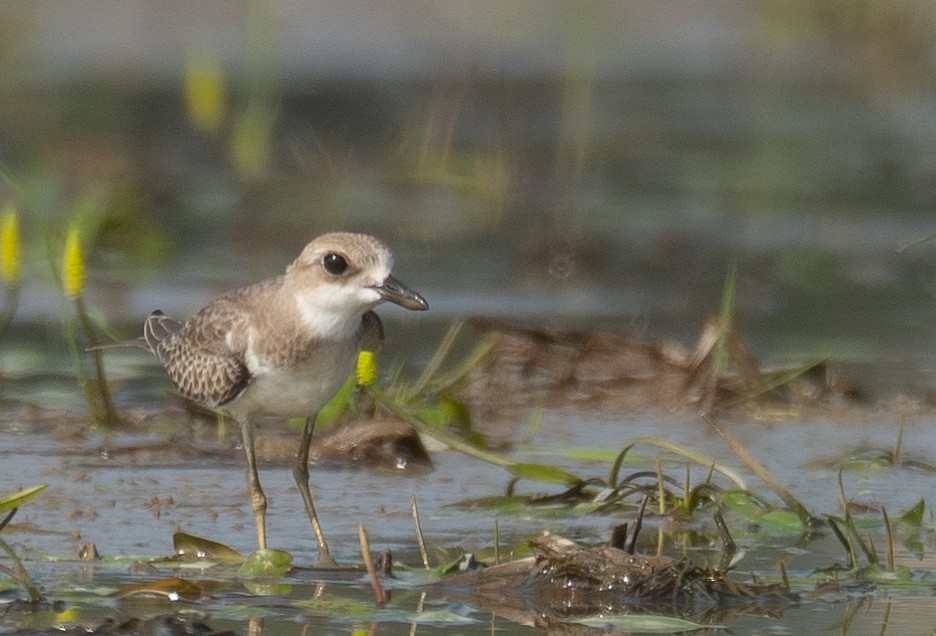 Greater Sand-Plover - ML640068059