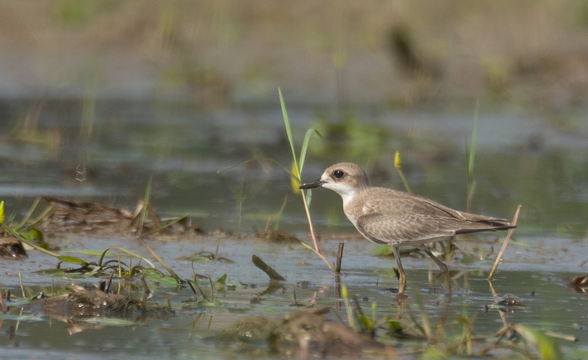 Greater Sand-Plover - ML640068060