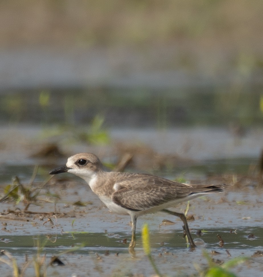 Greater Sand-Plover - ML640068062