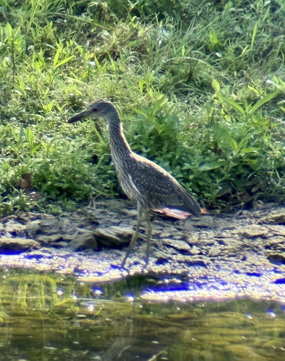 Yellow-crowned Night Heron - ML640068112