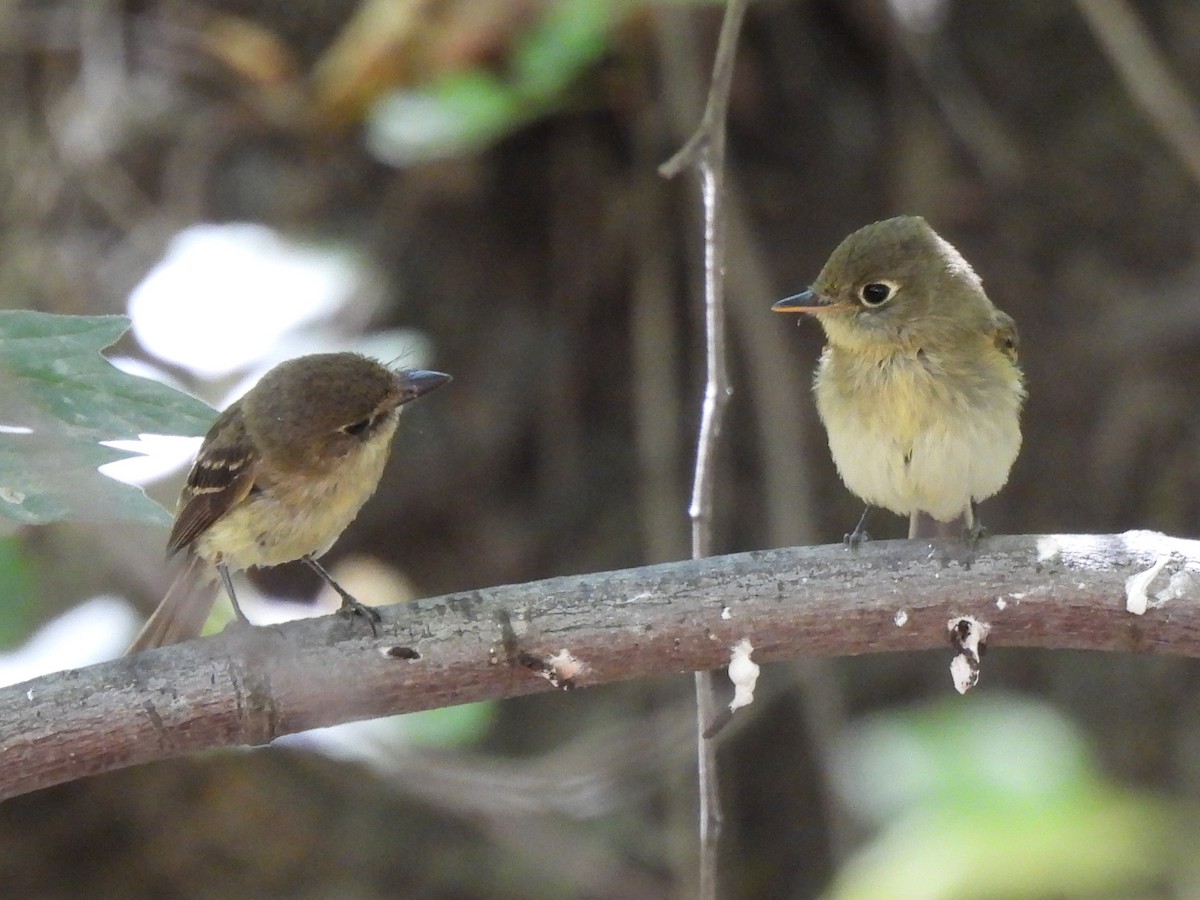 Western Flycatcher (Pacific-slope) - ML640068118