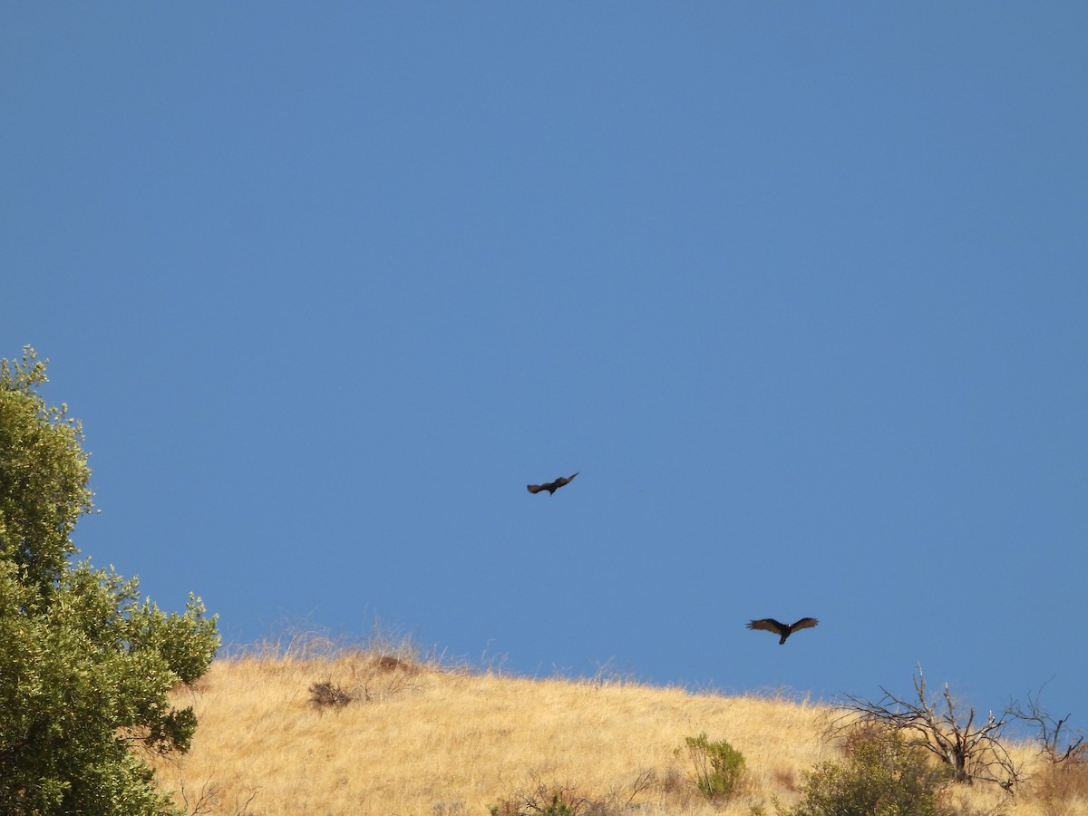 Turkey Vulture - ML640068129