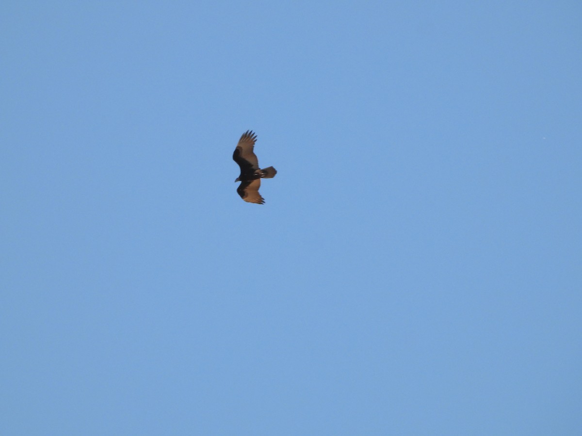 Turkey Vulture - ML640068133