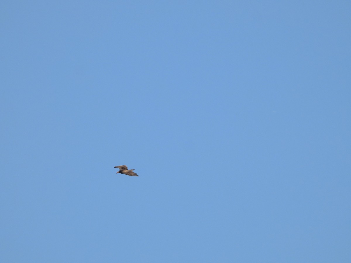 Turkey Vulture - ML640068140