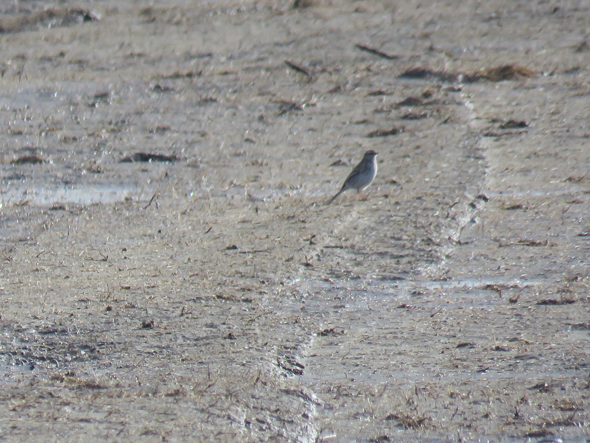 New Zealand Pipit - ML640068144