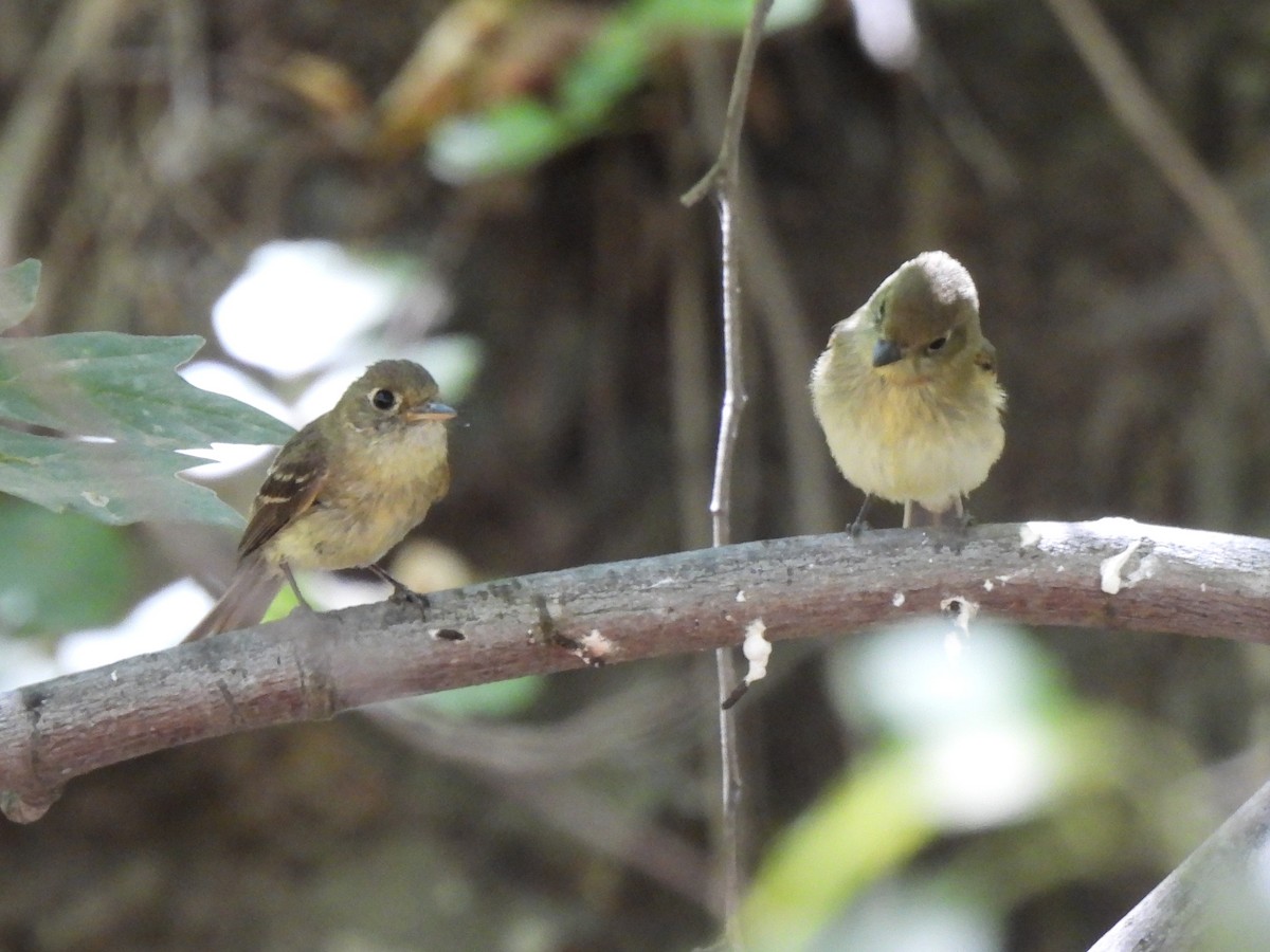 Western Flycatcher (Pacific-slope) - ML640068146