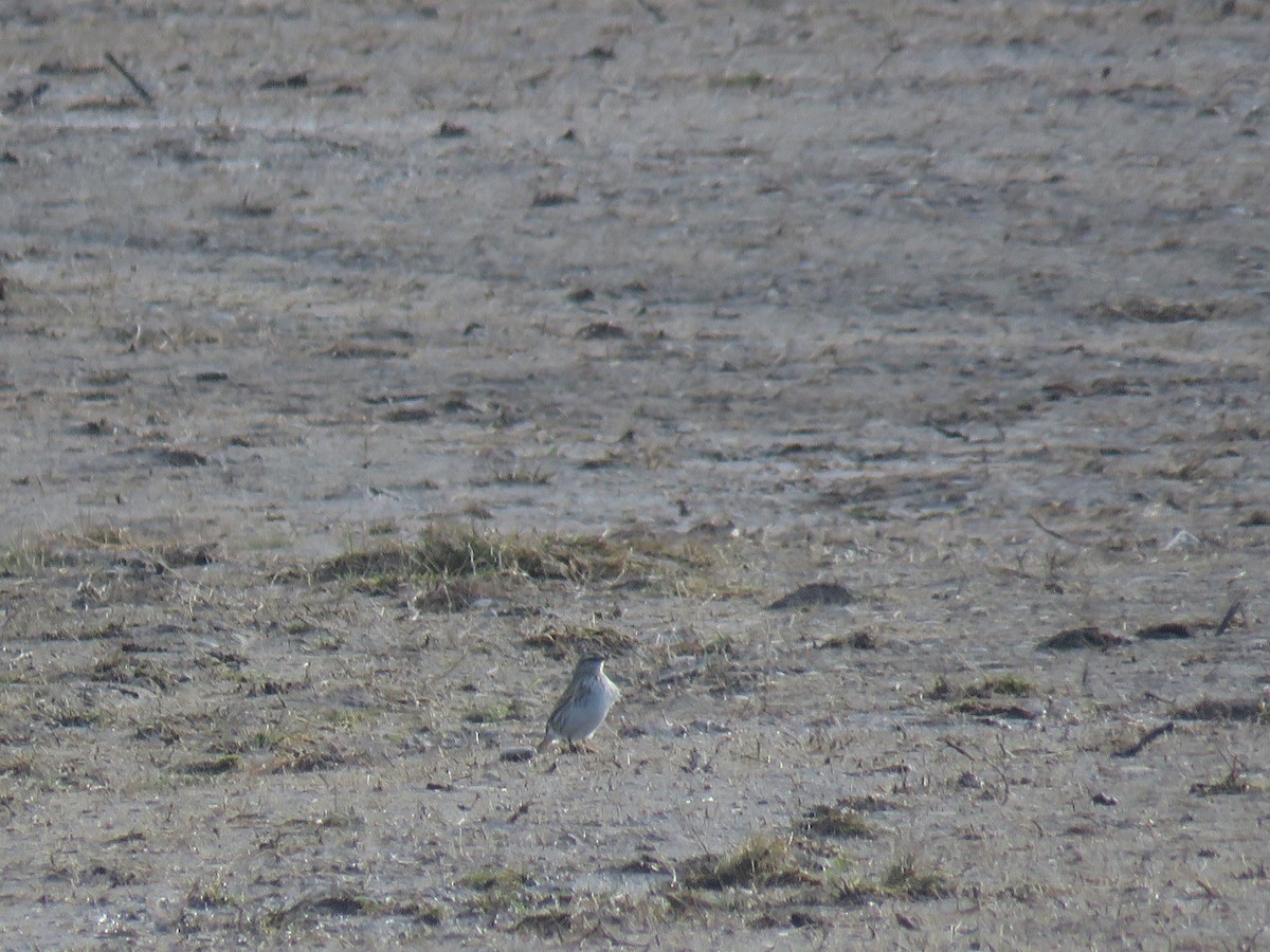 New Zealand Pipit - ML640068148