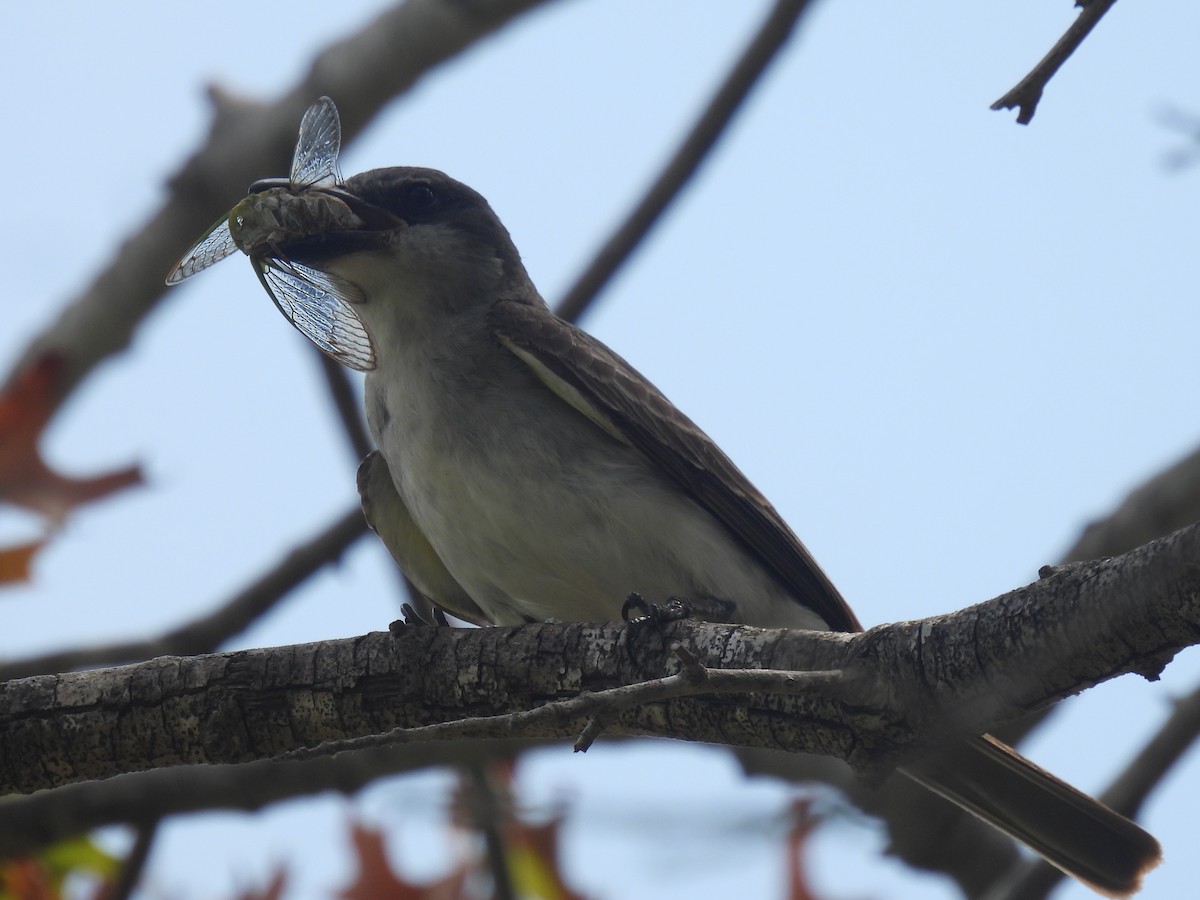 Gray Kingbird - ML640068270