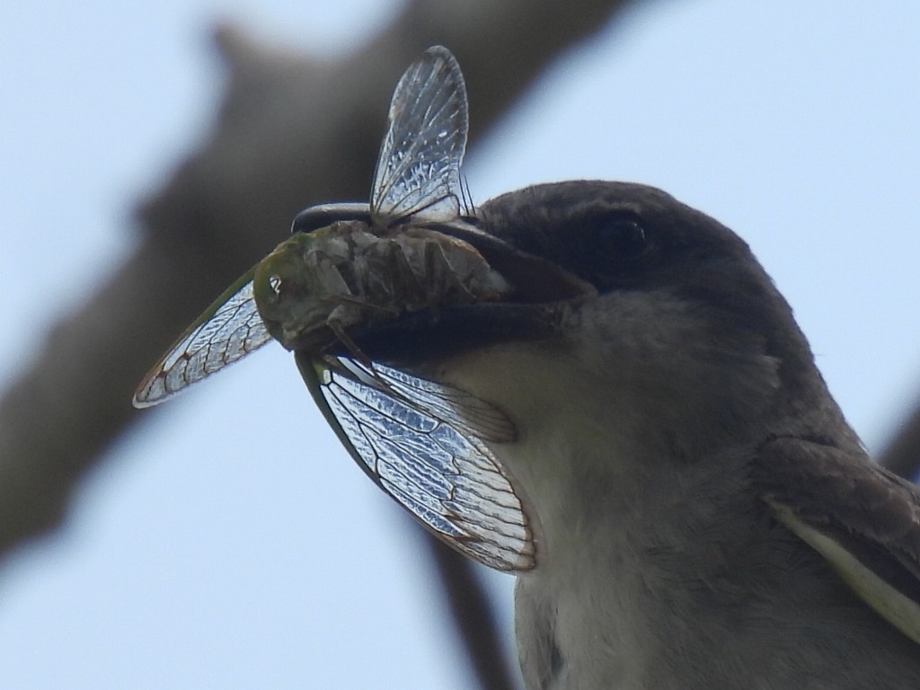 Gray Kingbird - ML640068274