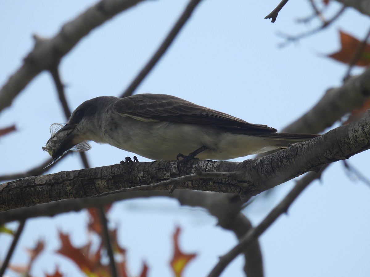 Gray Kingbird - ML640068276