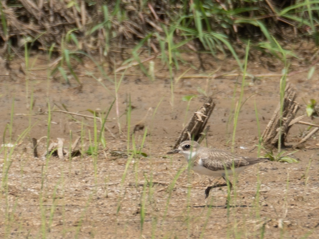 Greater Sand-Plover - ML640068277