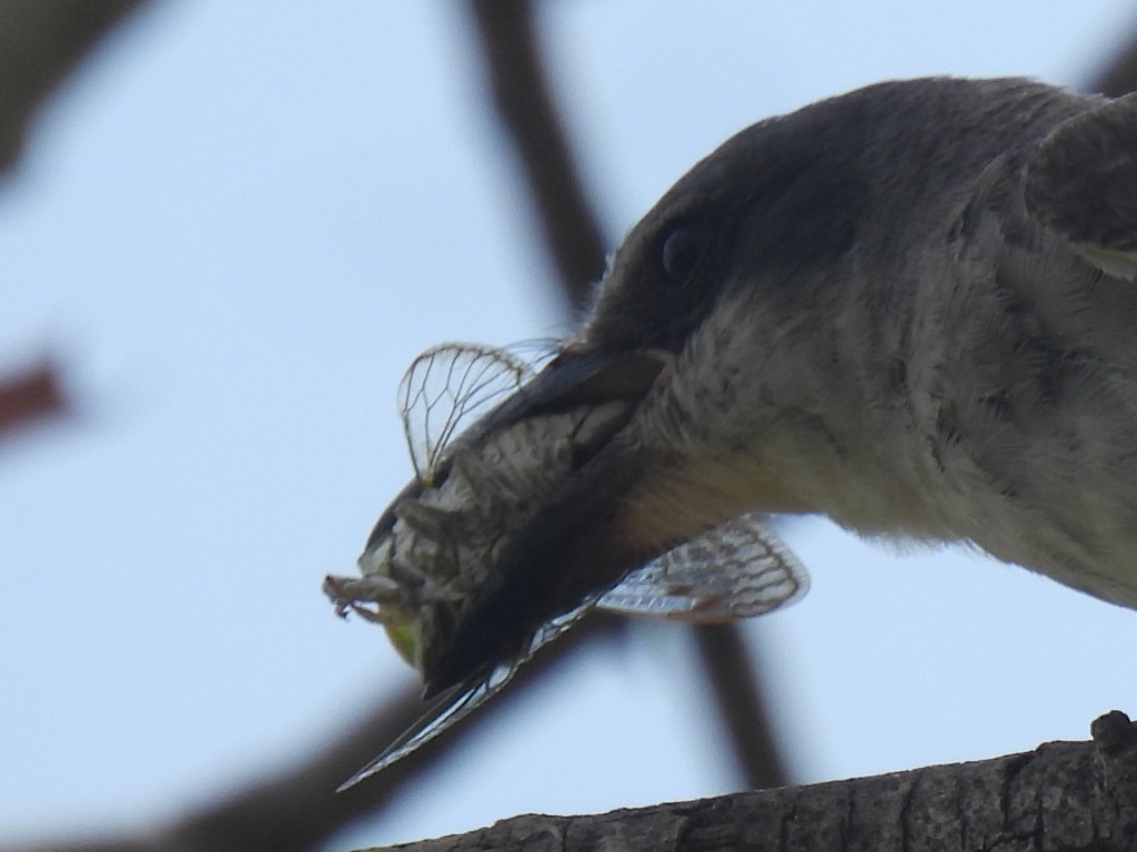 Gray Kingbird - ML640068278