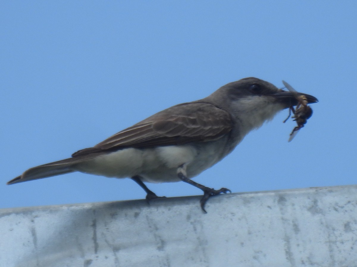 Gray Kingbird - ML640068289