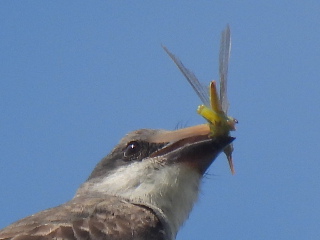 Gray Kingbird - ML640068291