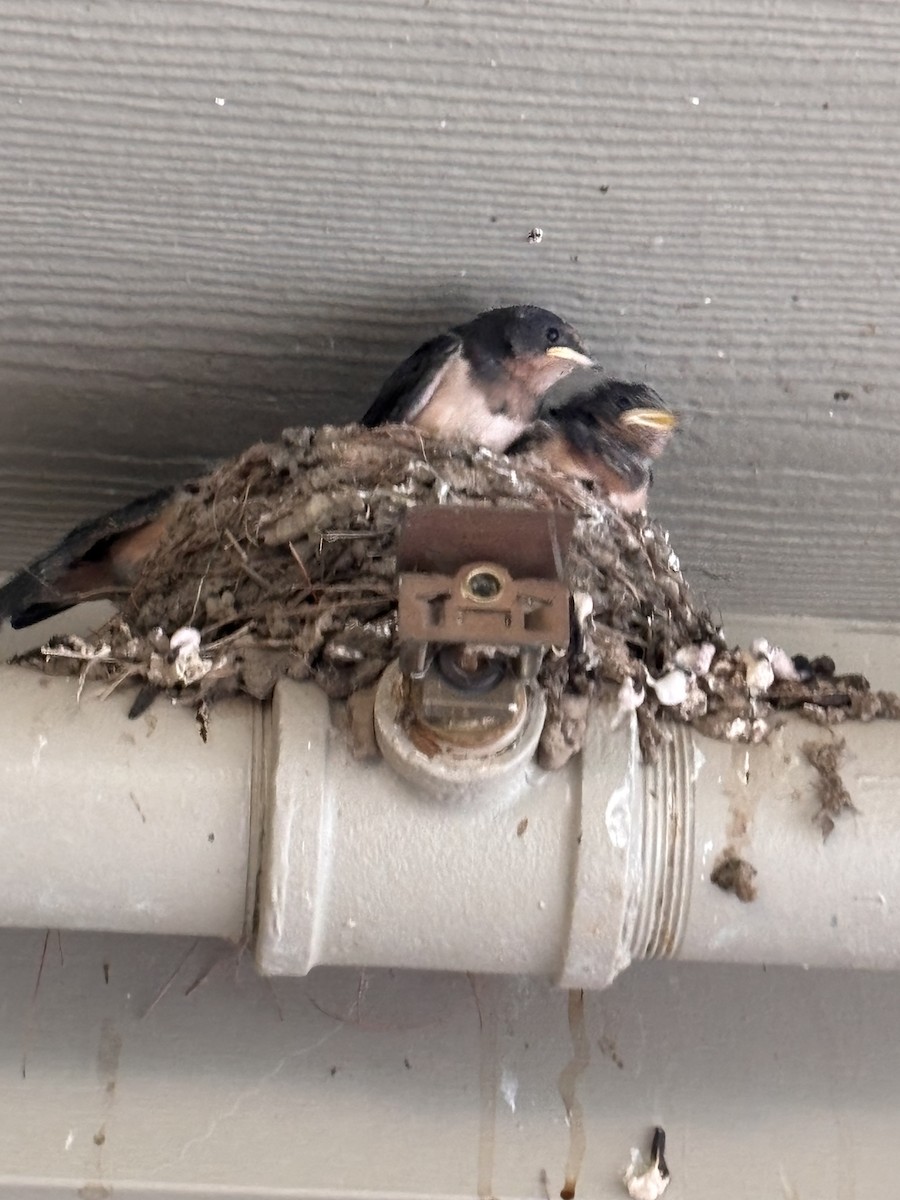 Barn Swallow - ML640068374