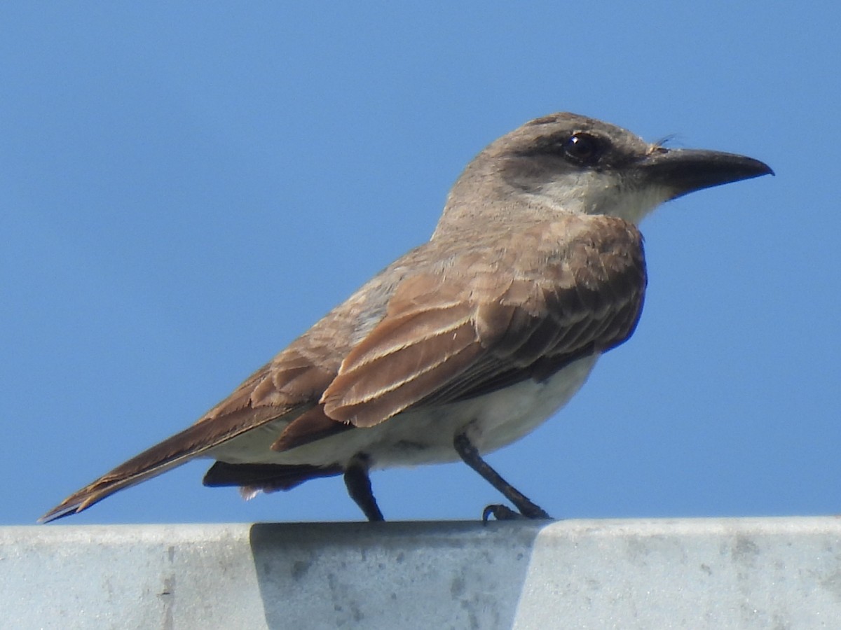 Gray Kingbird - ML640068431