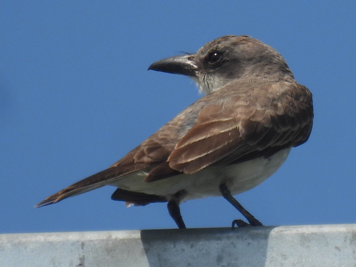 Gray Kingbird - ML640068434