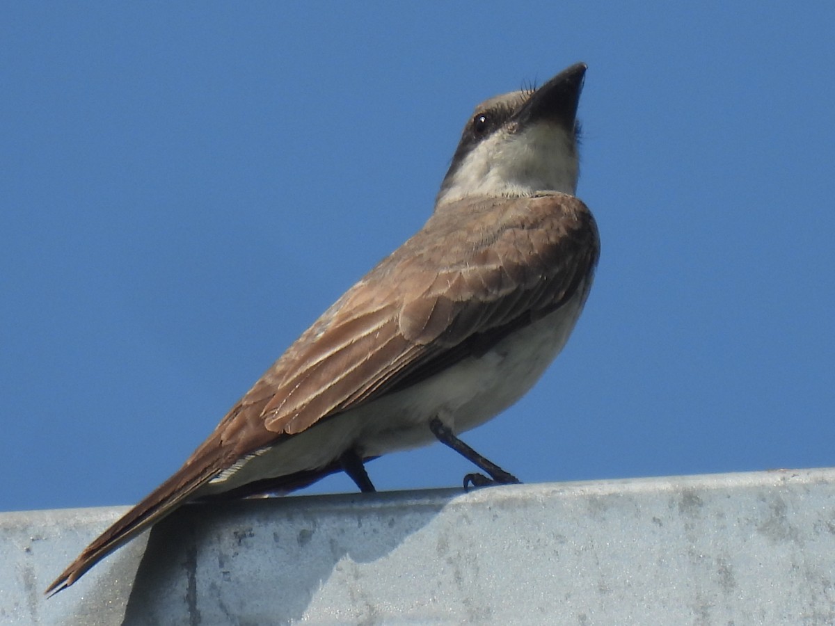 Gray Kingbird - ML640068435