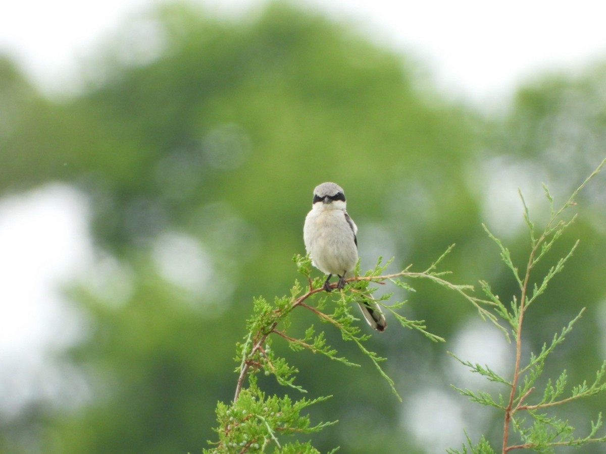 ťuhýk americký - ML640068458