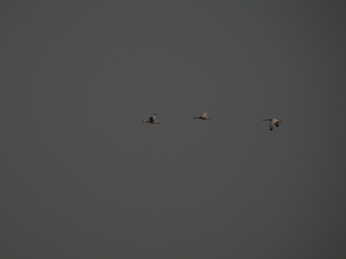 Coscoroba Swan - ML640068513