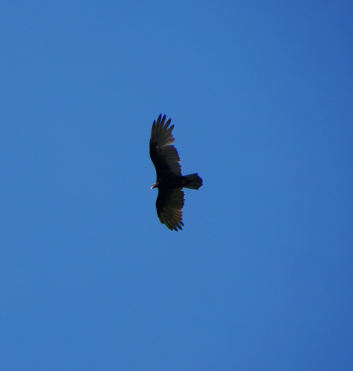 Turkey Vulture - ML640068517