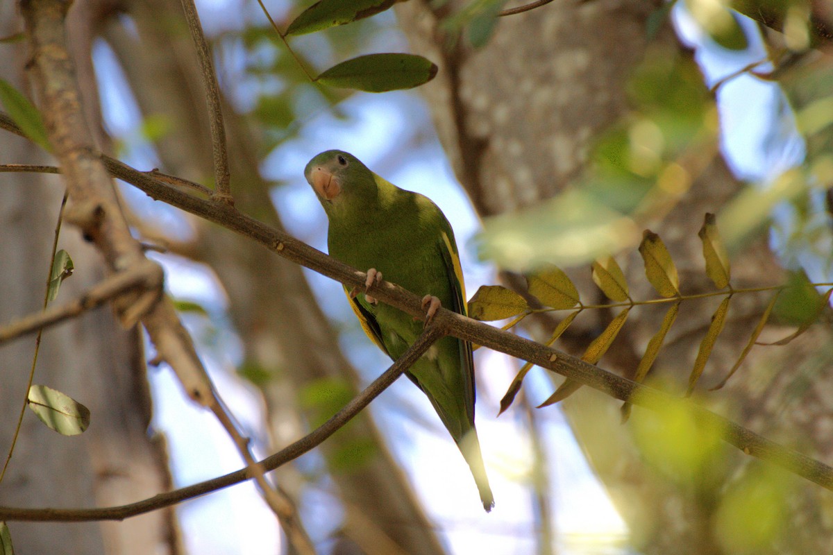 White-winged Parakeet - ML640068527