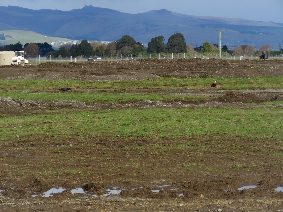 Paradise Shelduck - ML640068583