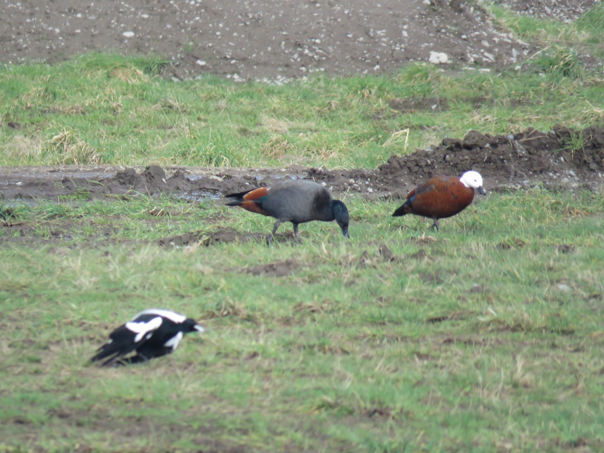 Paradise Shelduck - ML640068593