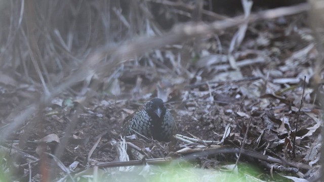 Black-breasted Buttonquail - ML640068595