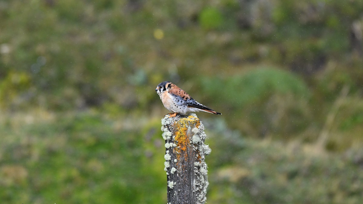 American Kestrel (South American) - ML640068624