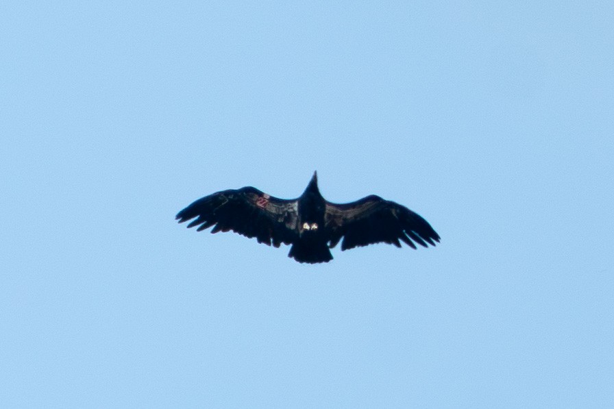 California Condor - ML640068626