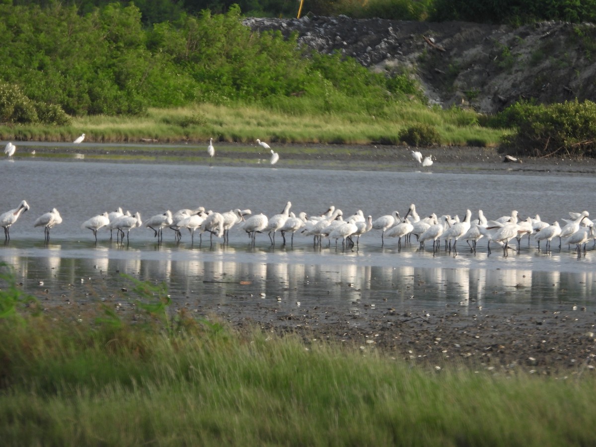 Black-faced Spoonbill - ML640068636