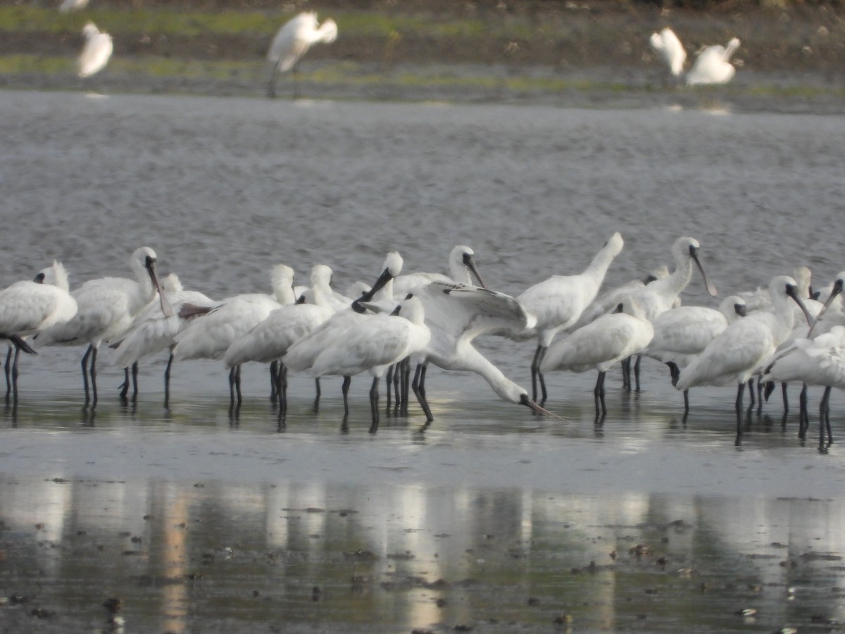 Black-faced Spoonbill - ML640068637