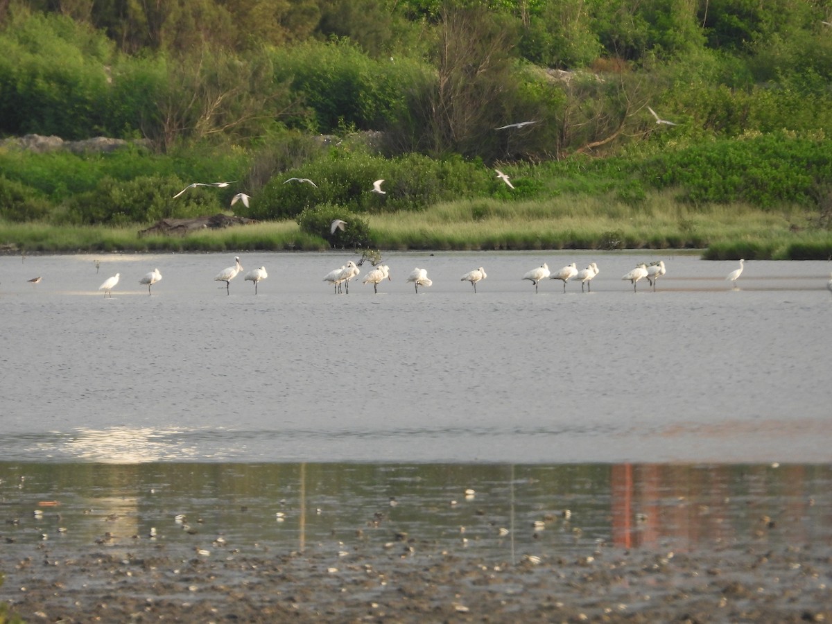Black-faced Spoonbill - ML640068638
