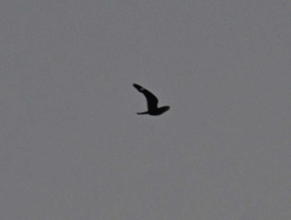 Lesser Nighthawk - ML640068674