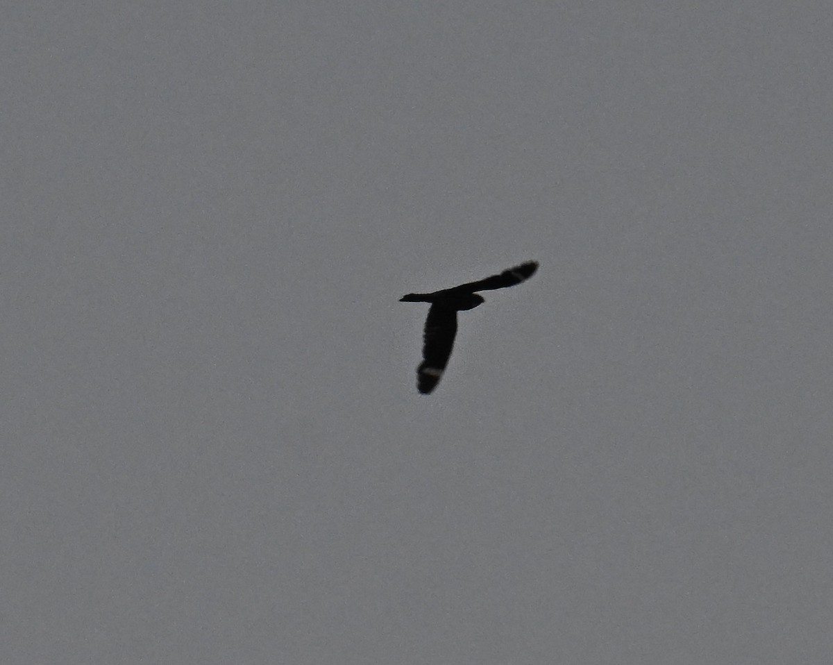Lesser Nighthawk - ML640068676