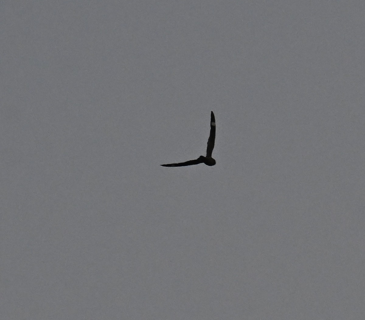 Lesser Nighthawk - ML640068677