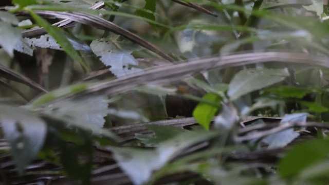 Rufous Scrub-bird - ML640068707