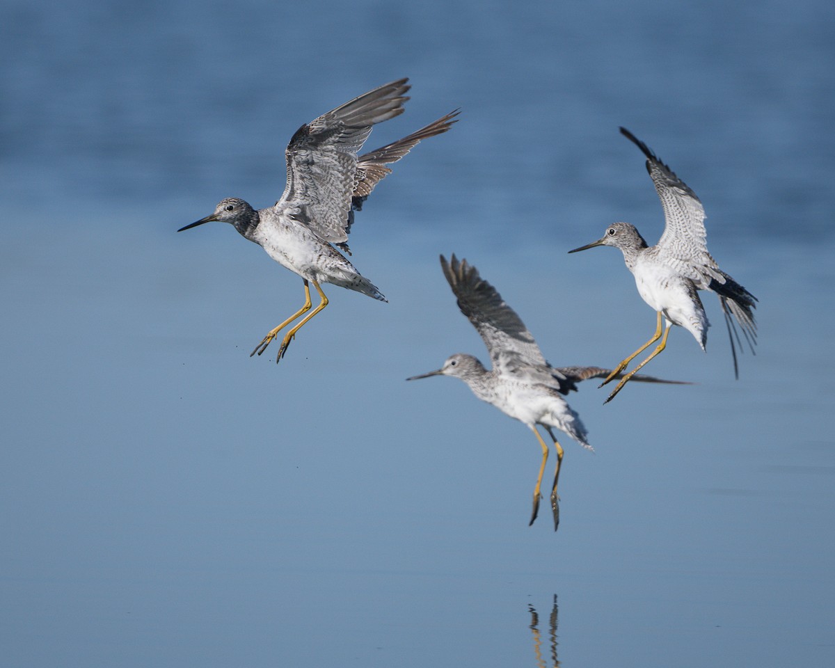 plystresnipe - ML640068752