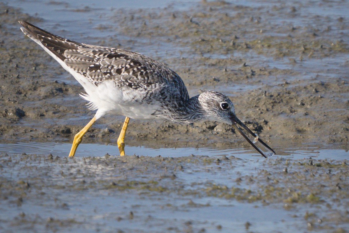 plystresnipe - ML640068753